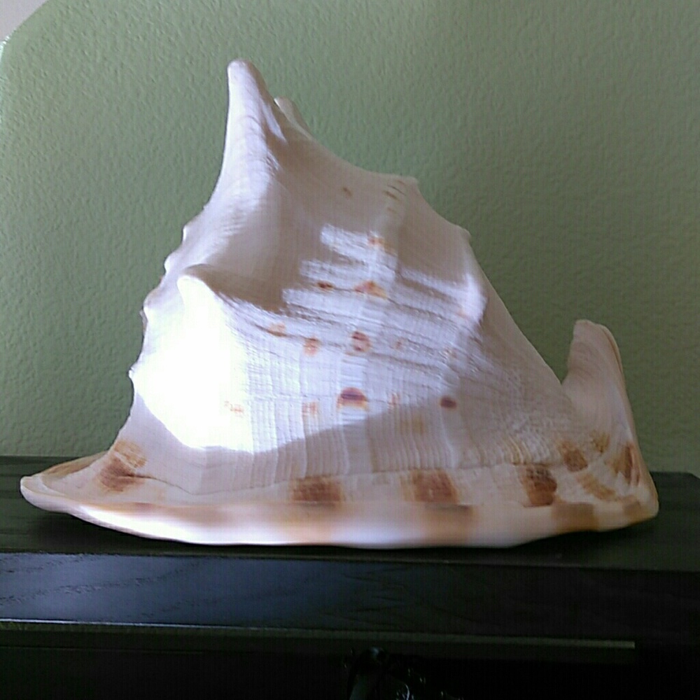 ASIAN SEA SHELL